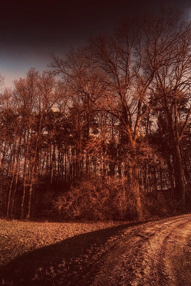 Дорога в лес обои