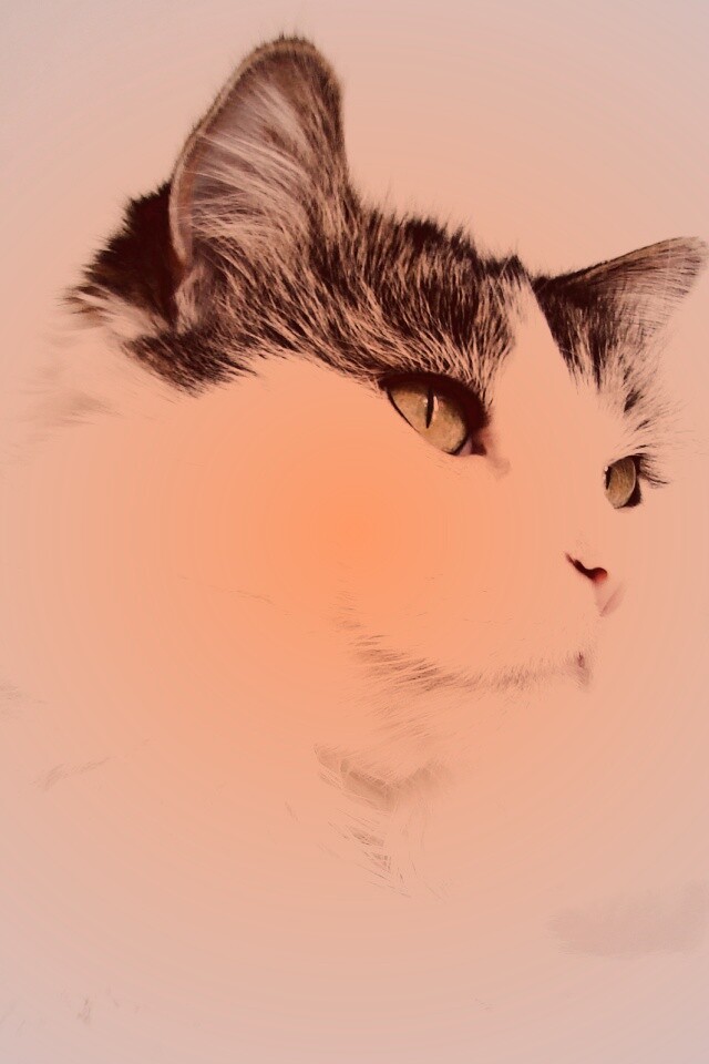 Белый кот с серой макушкой обои