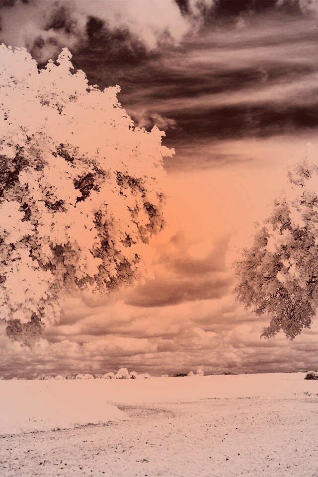 Деревья в цвету обои