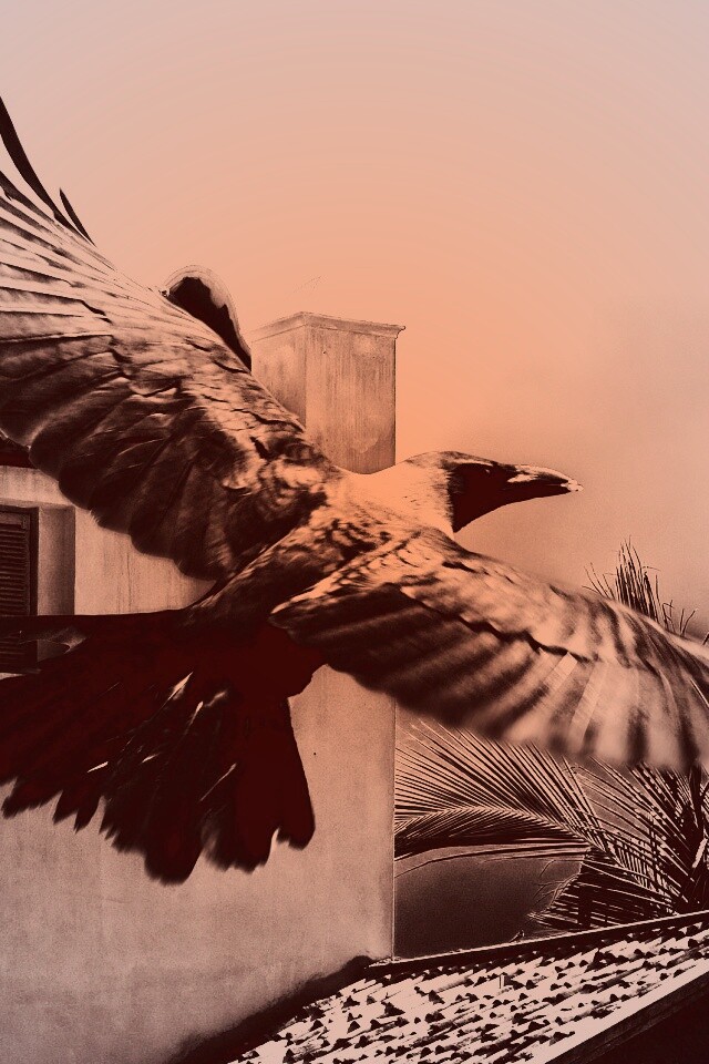 Полёт ворона обои