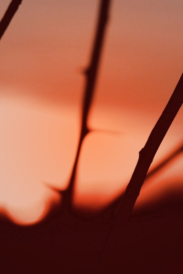 Закат солнца в поле обои