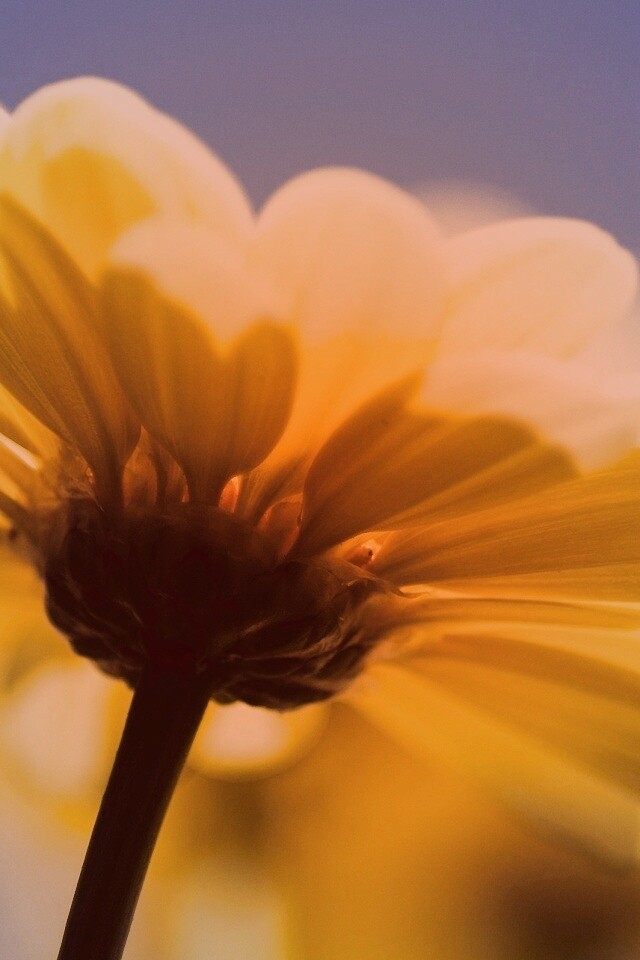 Макро-фото желтого цветка обои