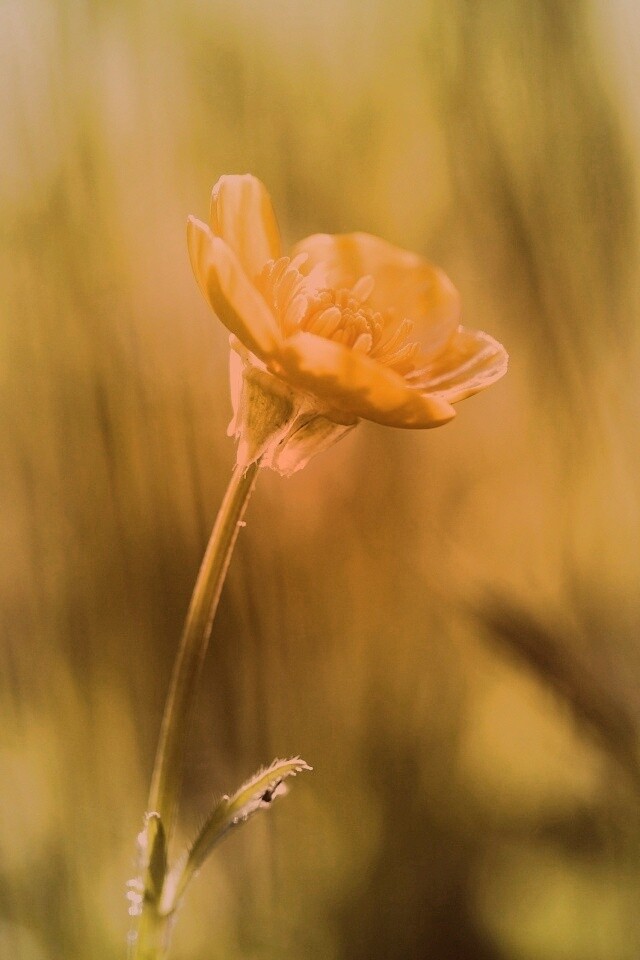 Маленький жёлтый цветочек обои