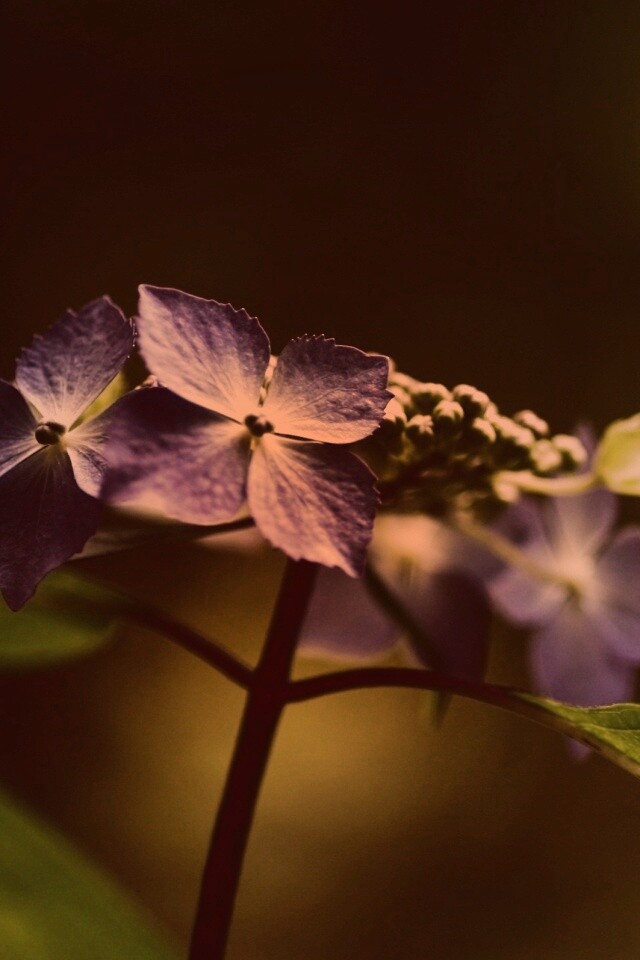 Нежно-синие цветы обои