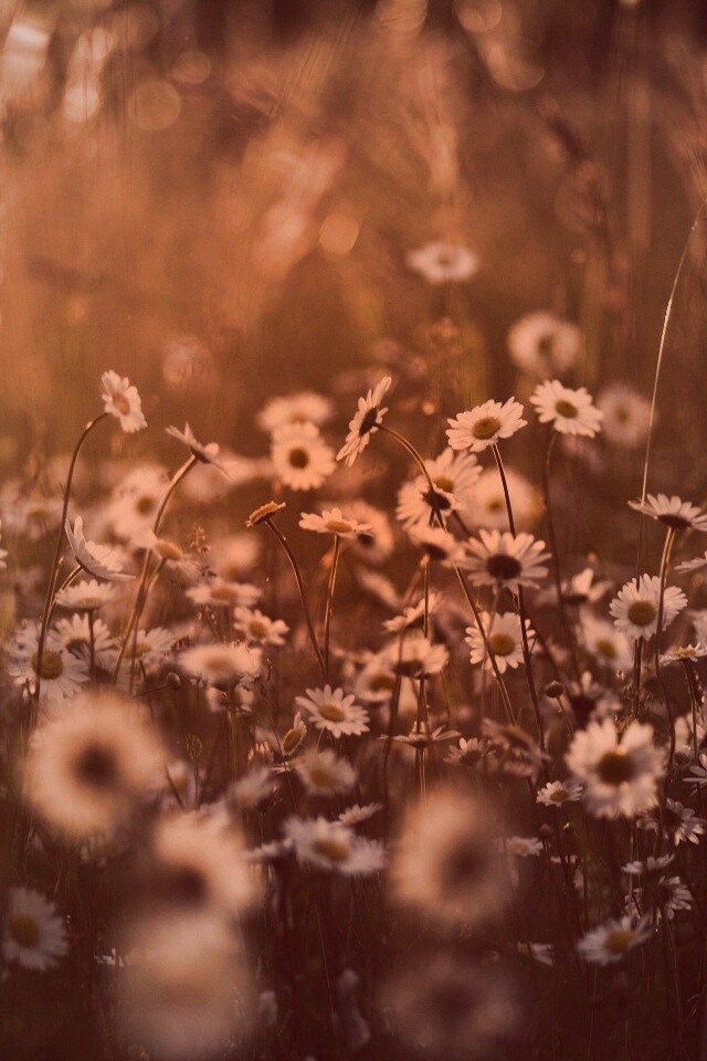 Поле ромашек обои