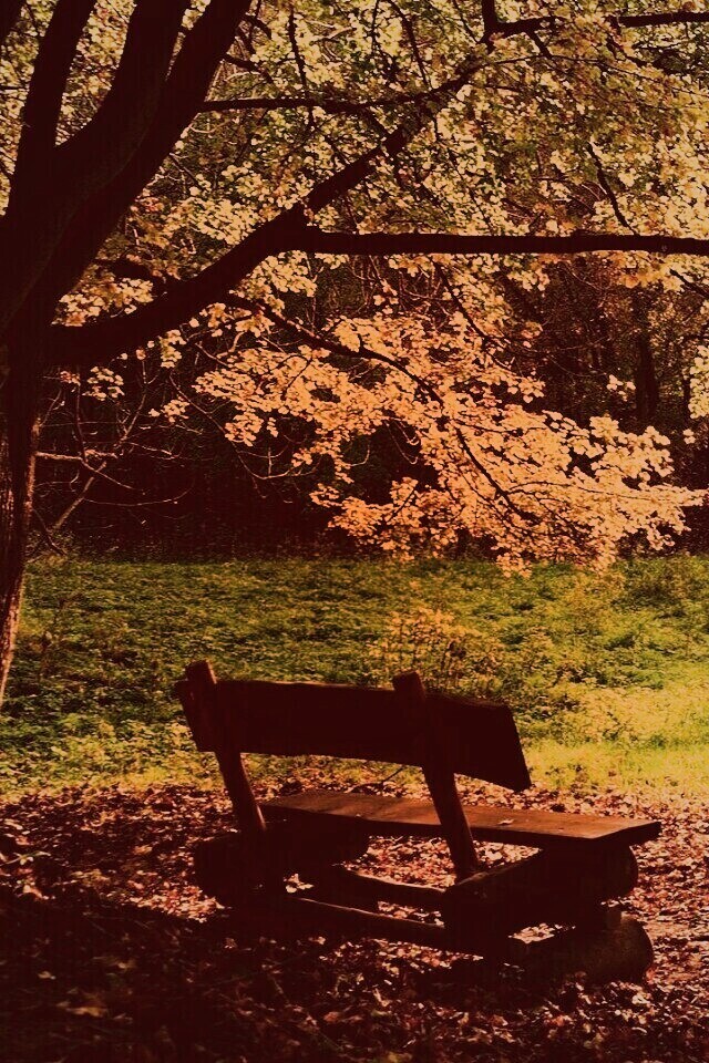 Скамейка под деревом обои