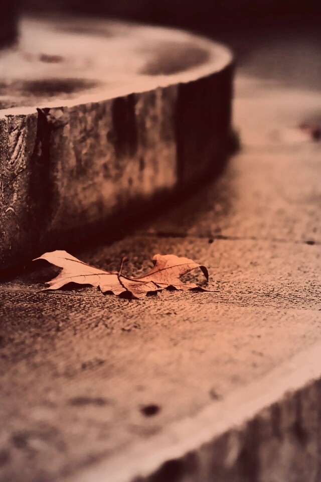 Лист на ступеньках обои