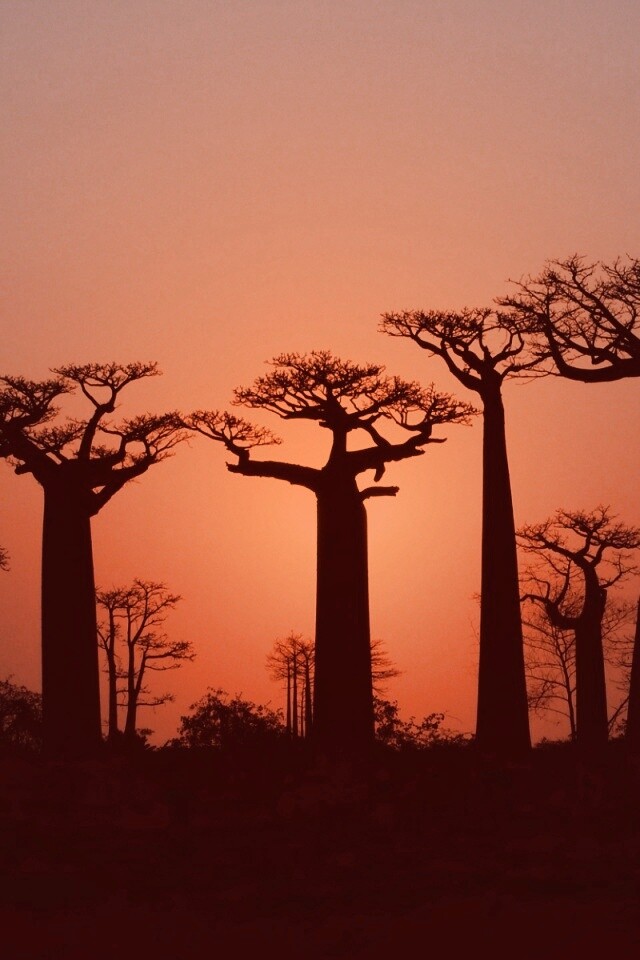 Баобабы на закате обои