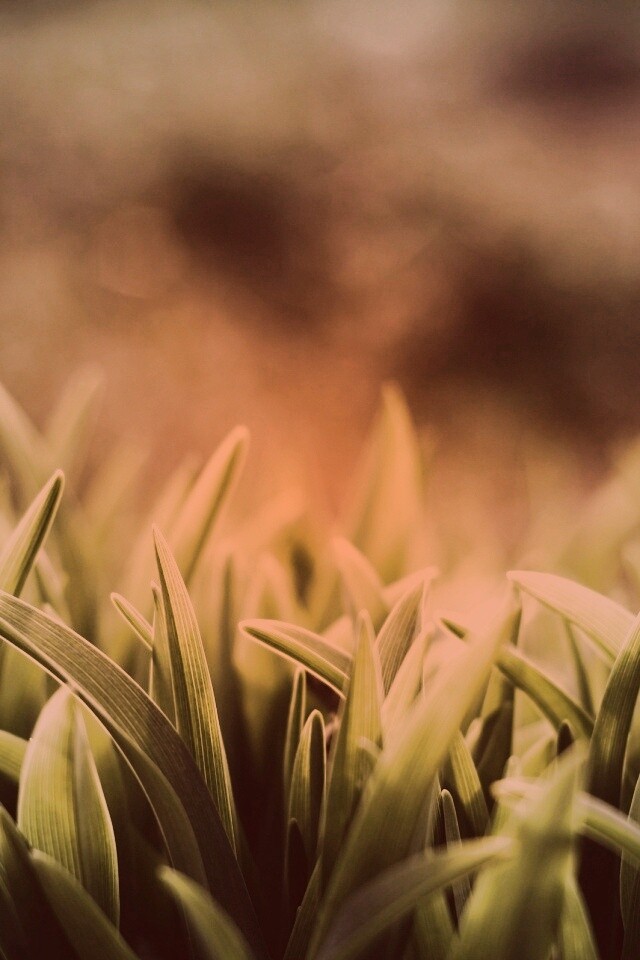 Сочная нежная трава обои