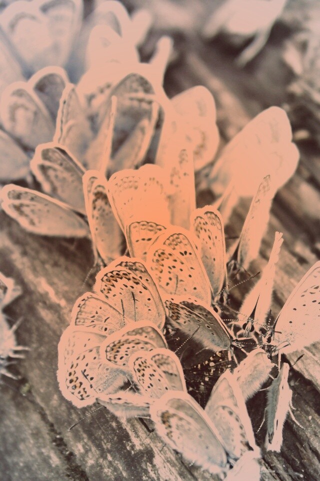 Голубые бабочки обои