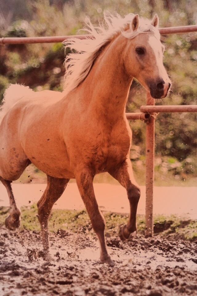 Молодая лошадь в загоне обои