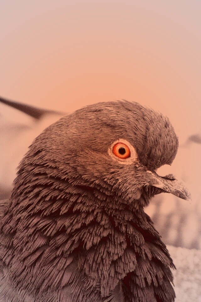 Смотрит в самую душу обои