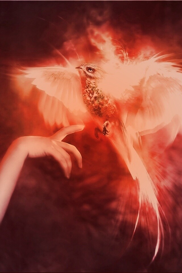 Феникс обои