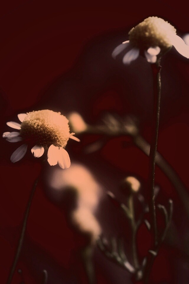 Стремный лепестун обои