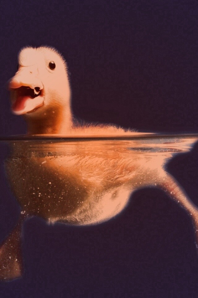 Утёнок в воде обои