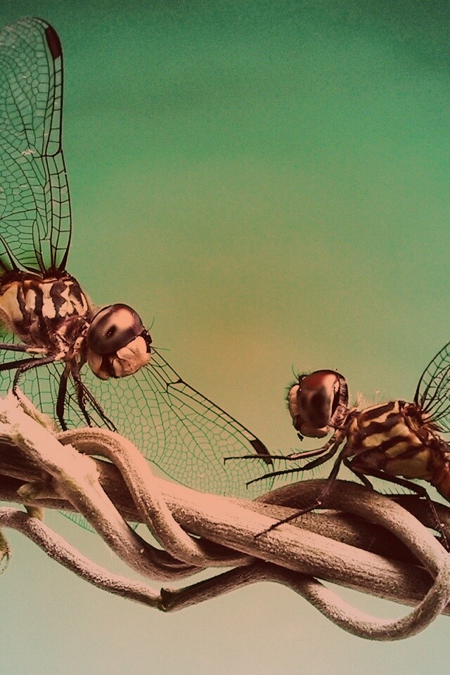 Две стрекозы обои