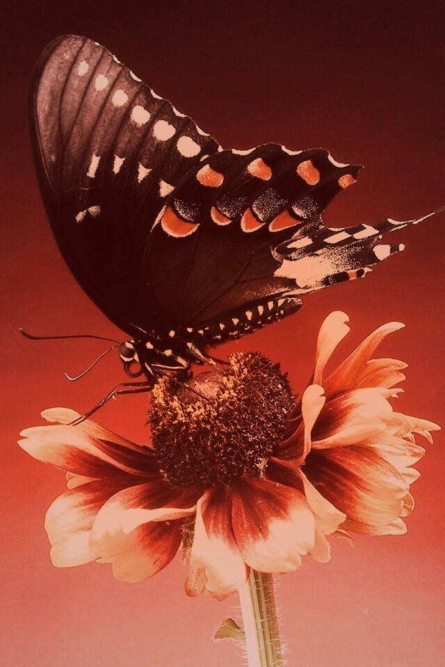 Бабочка на цветке обои
