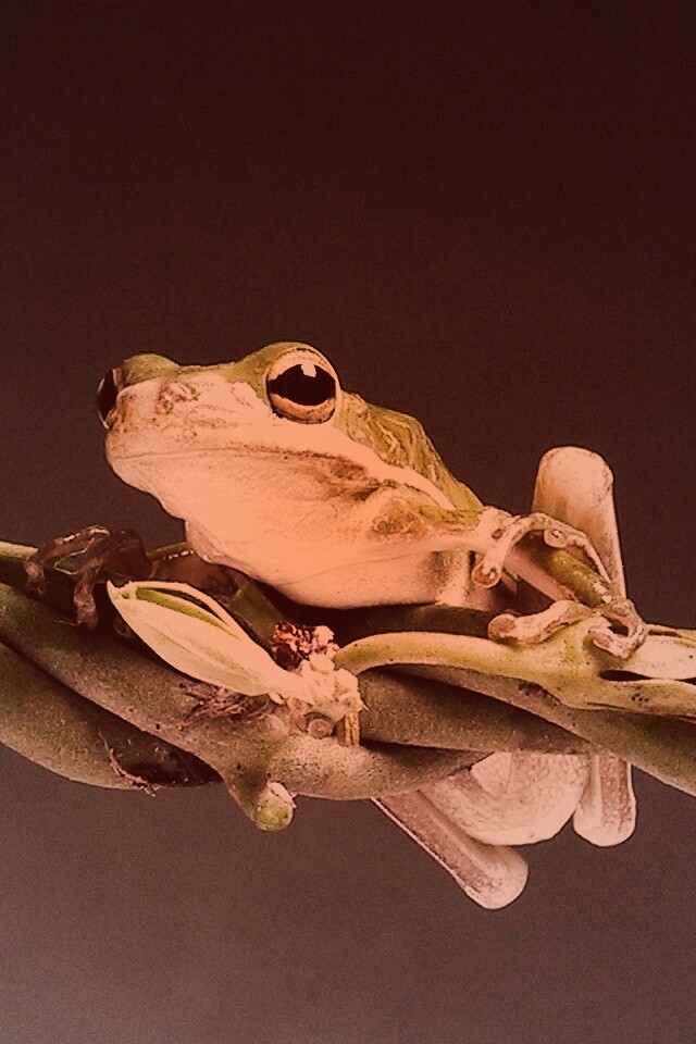 Лупоглазая лягушка на лиане обои