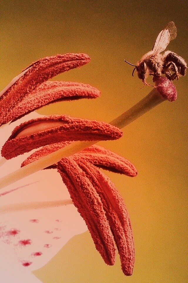 Трудолюбивая пчела на прекрасном цветке обои