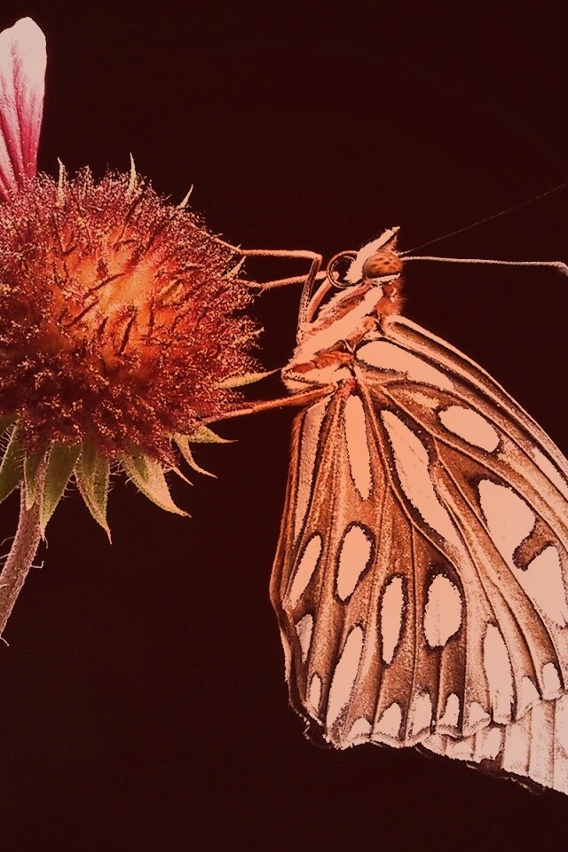 Бабочка на цветке обои