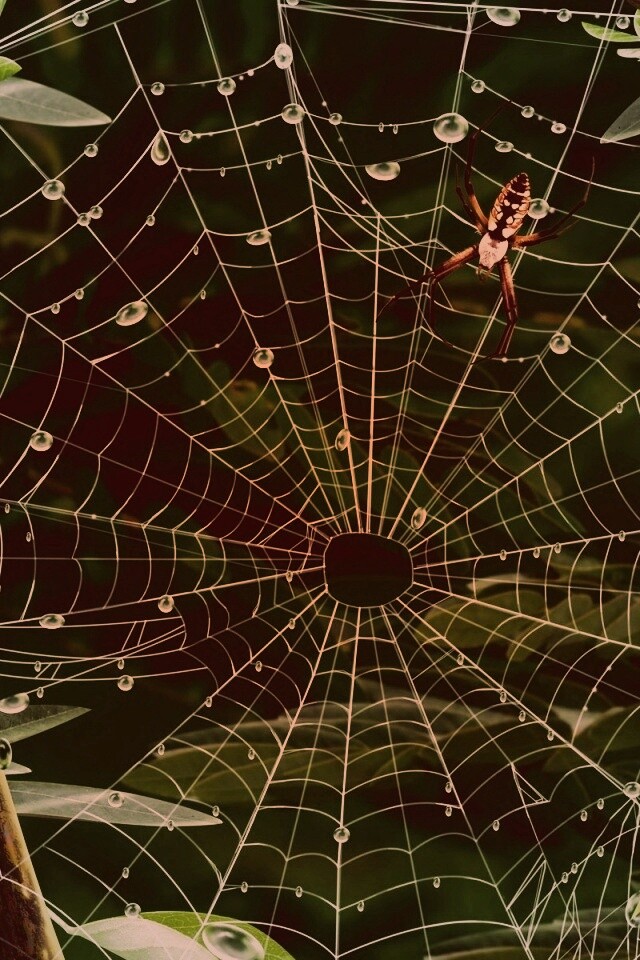 Паутина и паук обои