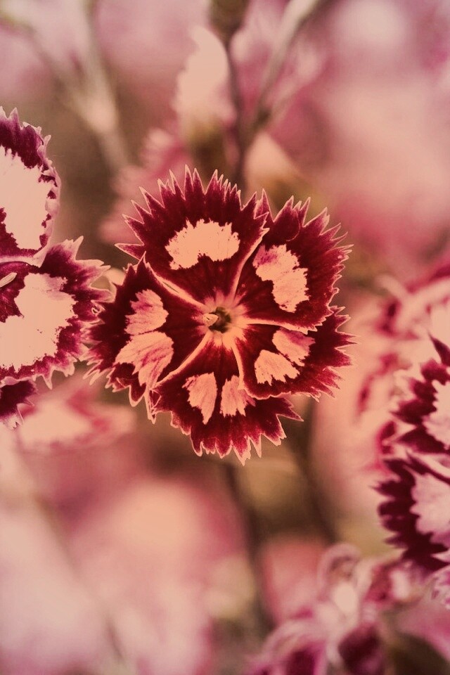 Неизвестные науке цветы обои