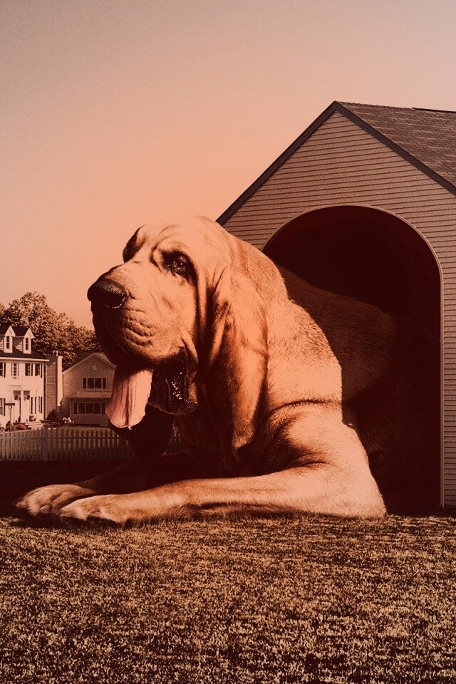 Действительно большая собака обои