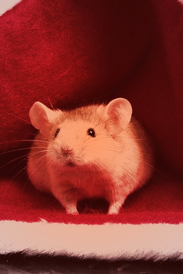 Толстый новогодний мышонок обои