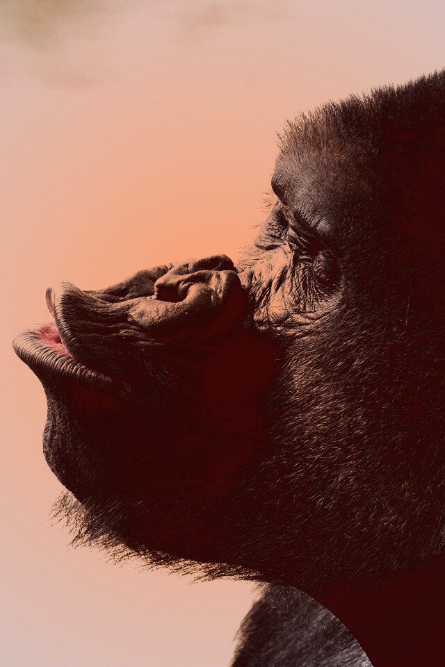 Горилла корчит рожи обои