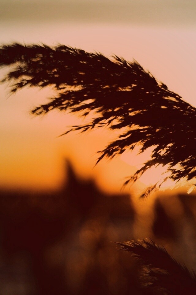 Камыш на закате обои