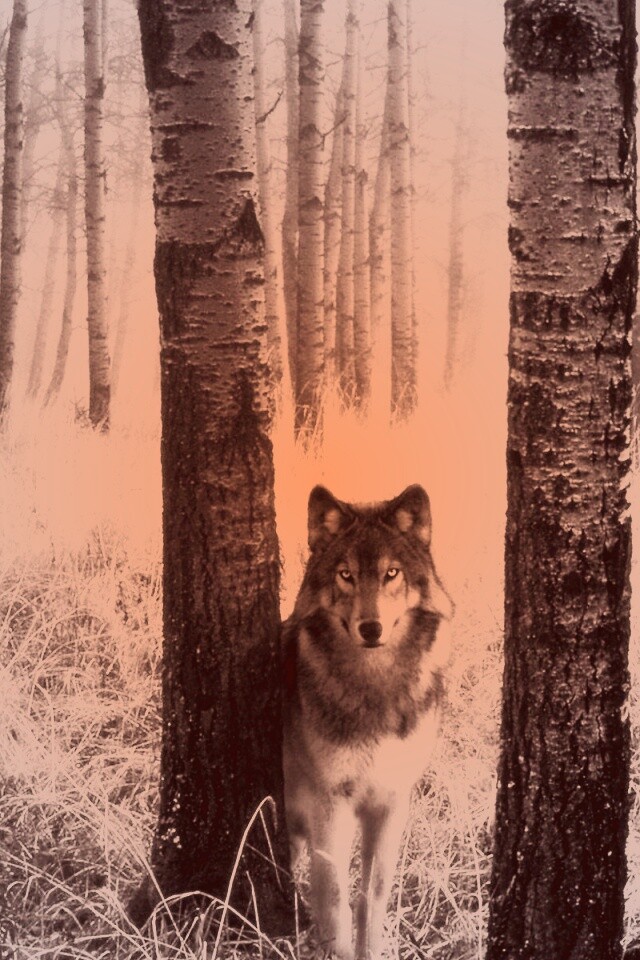 Волк в лесу обои