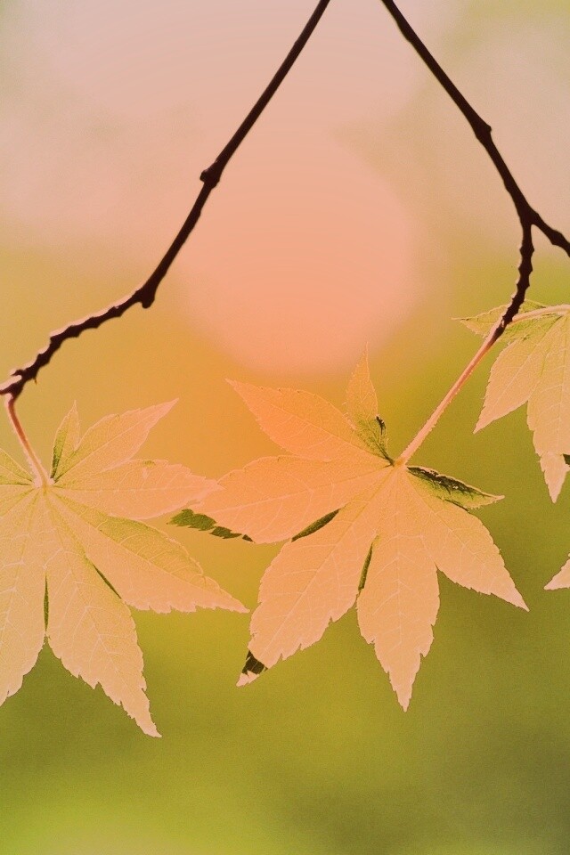 Зелёные листья обои