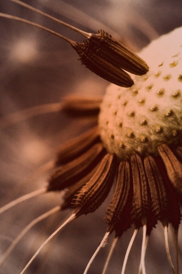 Лысеющий одуванчик обои