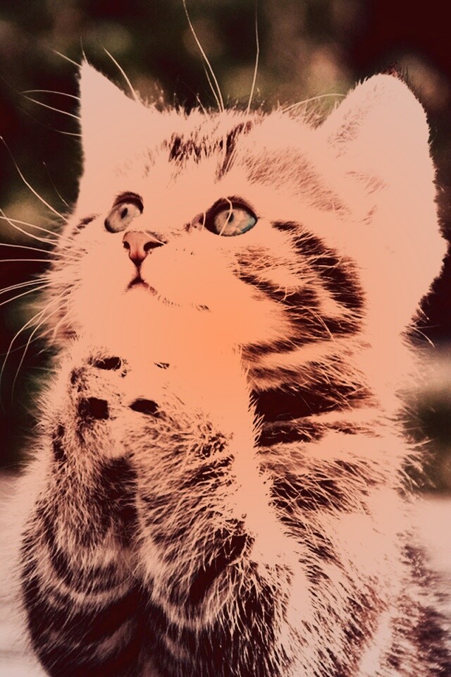 Непередаваемо прелестный котенок сложил лапки обои