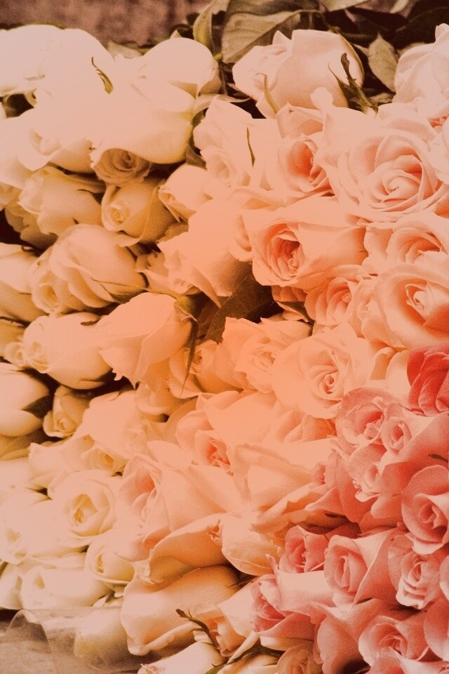 Букеты светлых роз обои