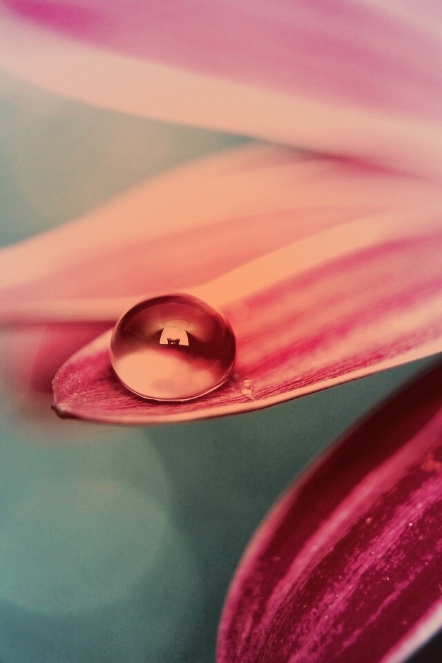 Капля на лепестке обои