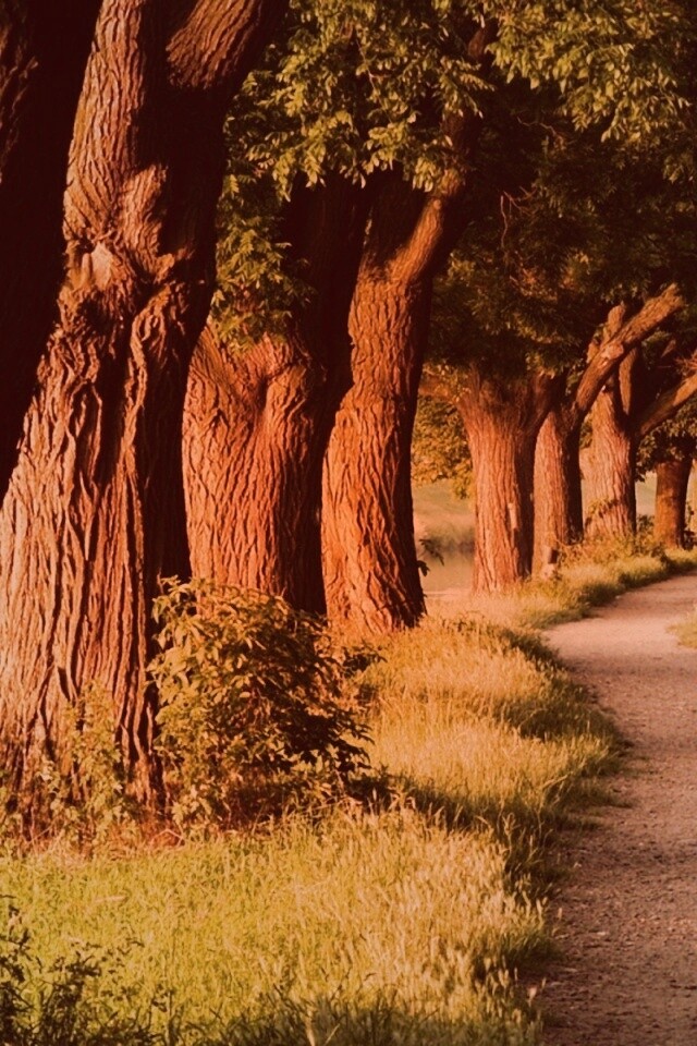 Аллея старых раскидистых деревьев обои
