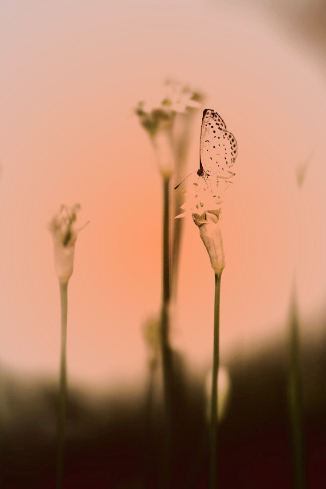 Бабочка на цветке обои