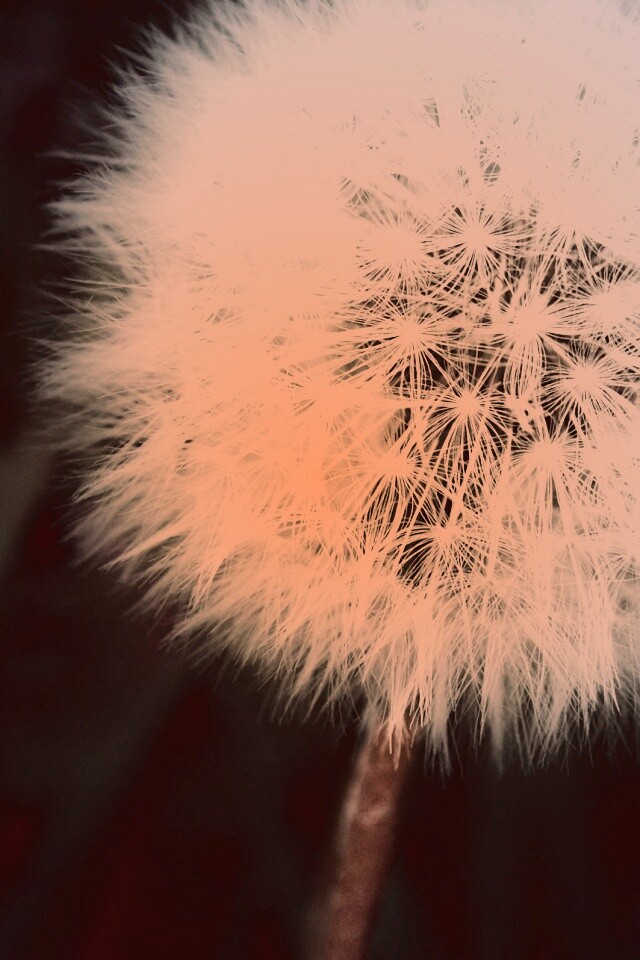 Одуванчик обои