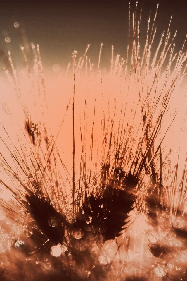 Трава на солнце обои