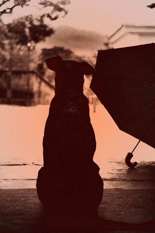 Собака и зонтик обои