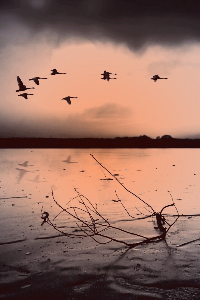 Полет птиц над озером обои