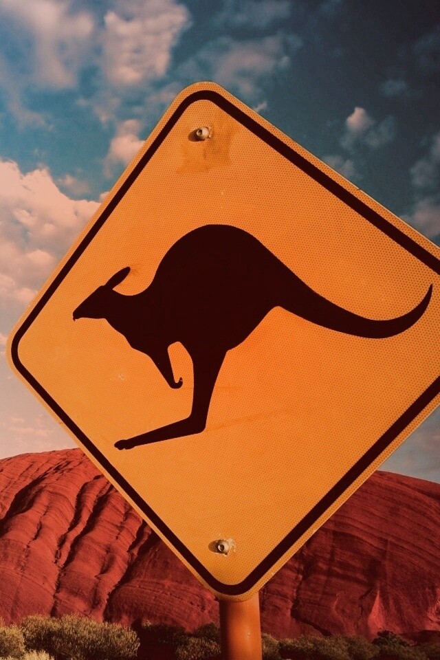 Осторожно, кенгуру! обои