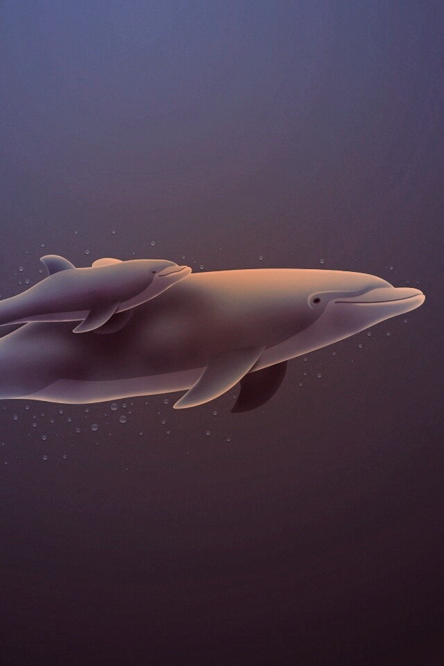 Дельфин и дельфиненок обои