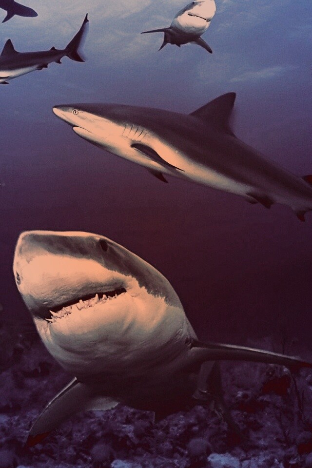 Стая акул обои