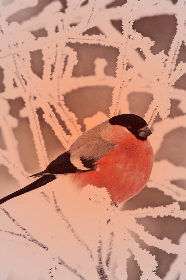 Снегирь на ветке обои