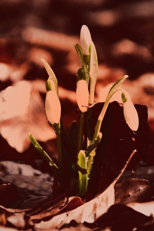 Первые весенние цветы обои