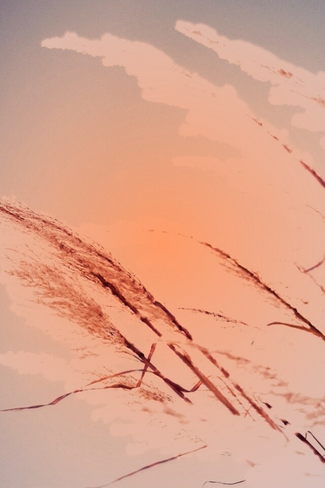 Солнце играет на степном ковыле обои