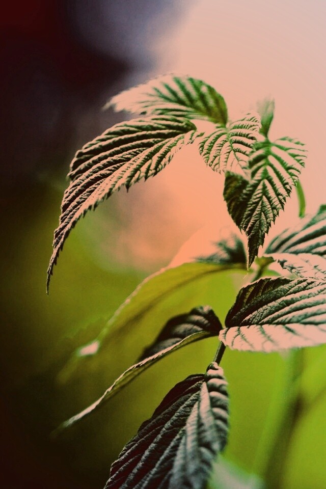 Листья малины обои