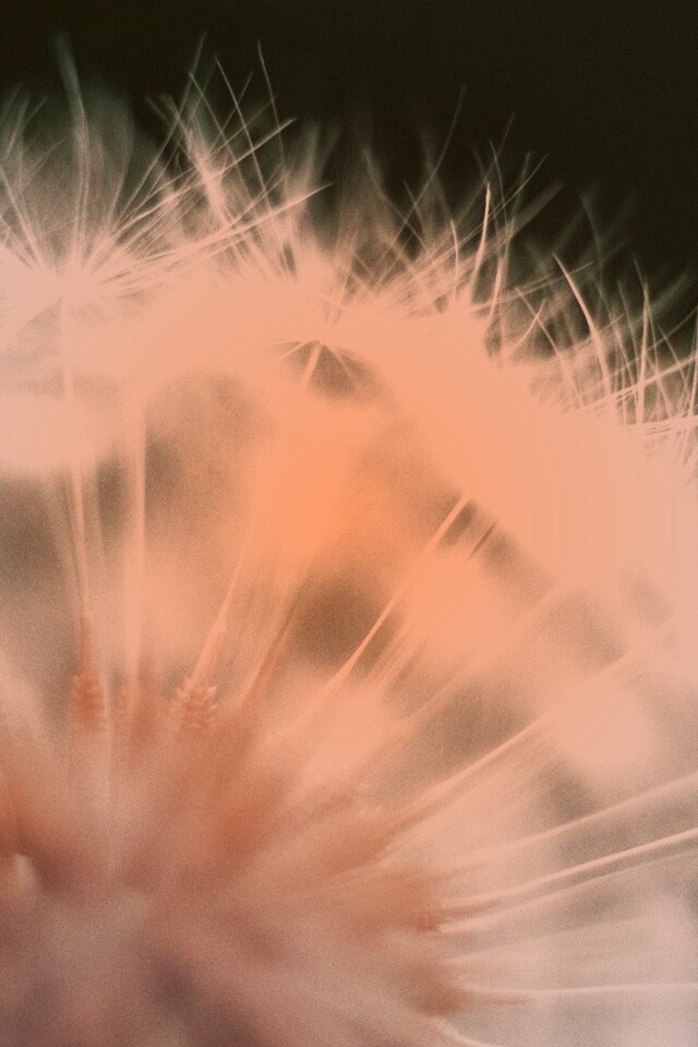 Макро фото одуванчика обои